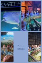 Our Trip to Exploris Aquarium 